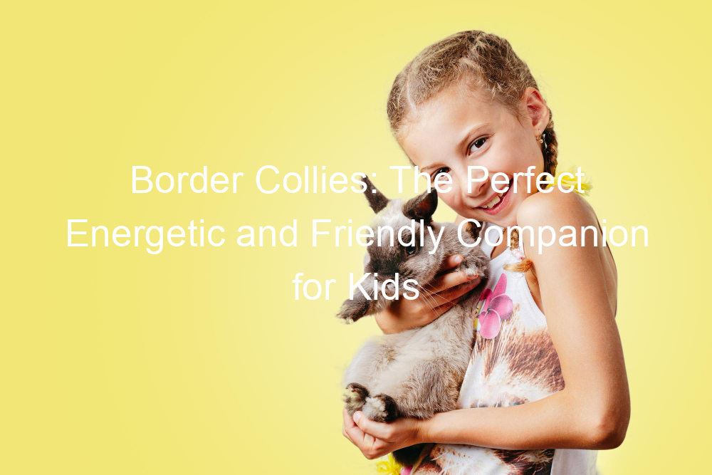 Border Collies: The Perfect Energetic and Friendly Companion for Kids